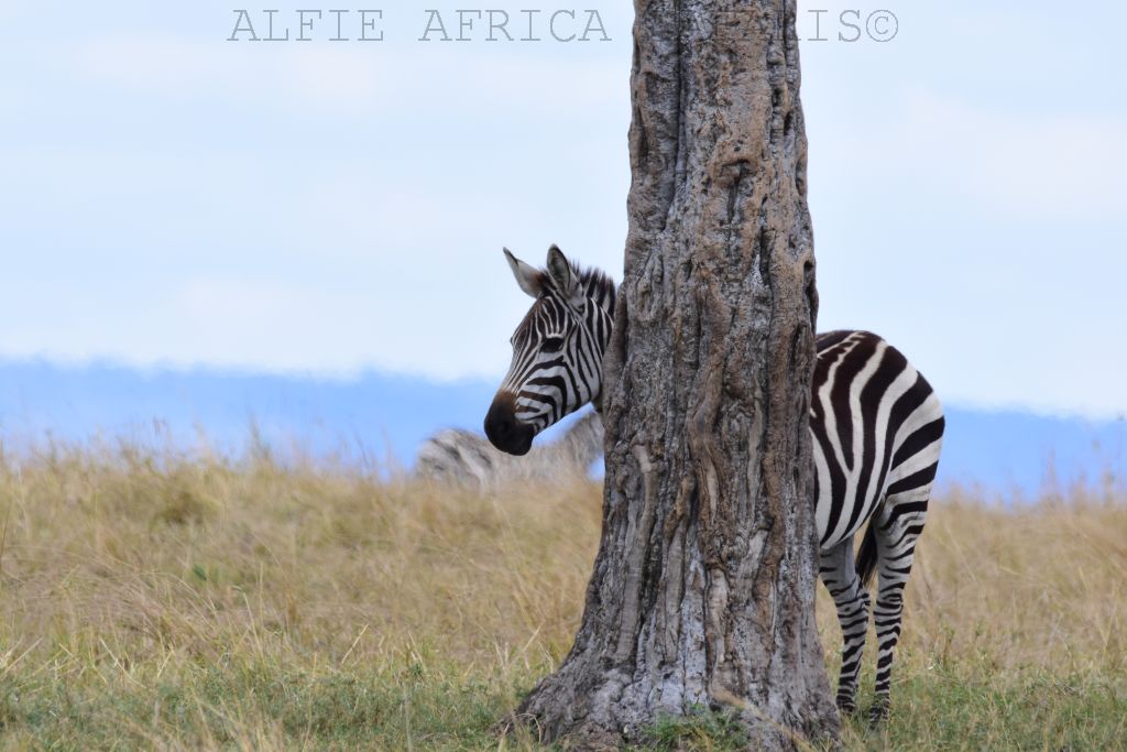 Alfie Africa Safaris